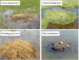 Attēlu rezultāti vaicājumam “Grus grus nest”