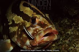 Image result for Epinephelus striatus