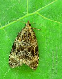 Attēlu rezultāti vaicājumam “Orthotaenia undulana”