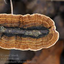 Attēlu rezultāti vaicājumam “Hymenochaete tabacina”