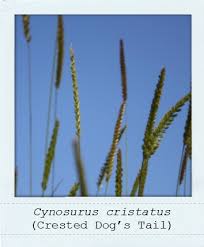 Attēlu rezultāti vaicājumam “Cynosurus cristatus fruit”