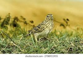 Attēlu rezultāti vaicājumam “Alauda arvensis adult”