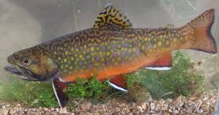 Image result for Salvelinus fontinalis