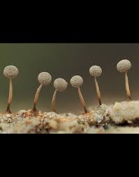 Attēlu rezultāti vaicājumam “Physarum leucopus stalked”