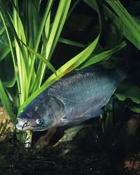 Image result for Hypophthalmichthys molitrix