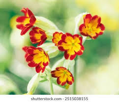 Attēlu rezultāti vaicājumam “Primula veris flower”