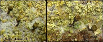 Attēlu rezultāti vaicājumam “Chaenotheca ferruginea”