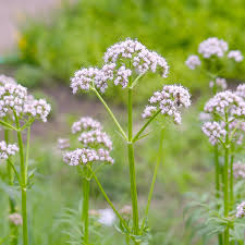Image result for Valeriana officinalis