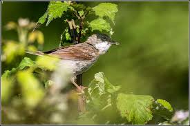 Attēlu rezultāti vaicājumam “Sylvia atricapilla male”