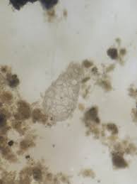 Attēlu rezultāti vaicājumam “Dianemataceae”