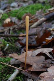 Attēlu rezultāti vaicājumam “Macrotyphula fistulosa”