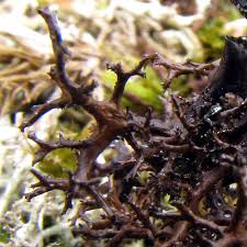 Attēlu rezultāti vaicājumam “Cetraria ericetorum”