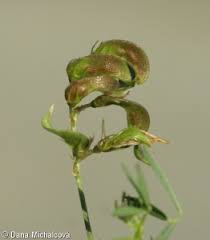 Attēlu rezultāti vaicājumam “Medicago sativa subsp. falcata bud”