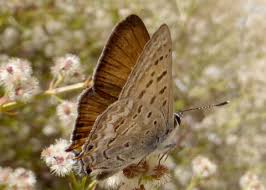 Attēlu rezultāti vaicājumam “Lycogala sphaeroconicum”