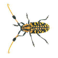 Attēlu rezultāti vaicājumam “Strangalia attenuata”