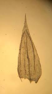 Attēlu rezultāti vaicājumam “Brachythecium campestre”