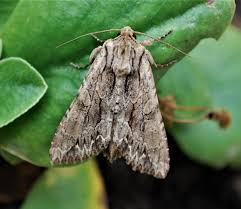 Attēlu rezultāti vaicājumam “Apamea monoglypha”