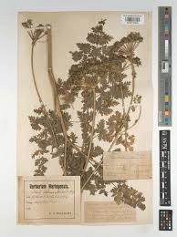 Attēlu rezultāti vaicājumam “Libanotis montana leaf”