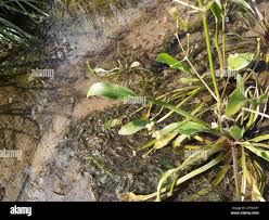 Attēlu rezultāti vaicājumam “Alisma gramineum”