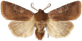 Attēlu rezultāti vaicājumam “Cerastis leucographa”