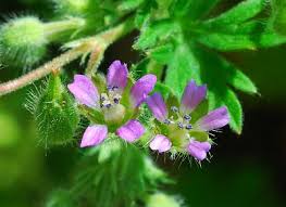 Attēlu rezultāti vaicājumam “Geranium pusillum flower”