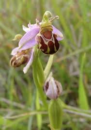 Attēlu rezultāti vaicājumam “Ophrys insectifera flower”