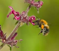 Attēlu rezultāti vaicājumam “Stachys sylvatica bud”