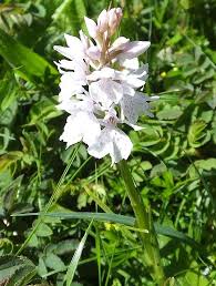 Attēlu rezultāti vaicājumam “Dactylorhiza maculata leaf”