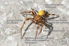 Attēlu rezultāti vaicājumam “Araneus quadratus male”