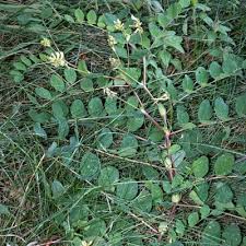 Attēlu rezultāti vaicājumam “Astragalus glycyphyllos leaf”