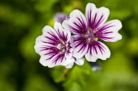 Image result for Malva sylvestris 'Zebrina'