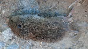 Attēlu rezultāti vaicājumam “Microtus agrestis”