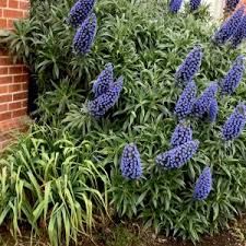 Attēlu rezultāti vaicājumam “Dianemataceae”