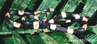 Attēlu rezultāti vaicājumam “Diplolepis bicolor”