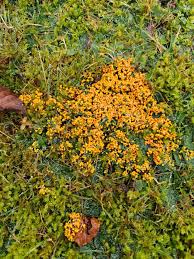 Attēlu rezultāti vaicājumam “Badhamia foliicola”