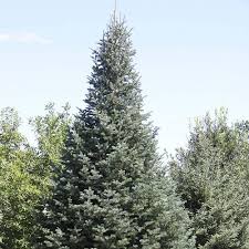 Attēlu rezultāti vaicājumam “Abies concolor”