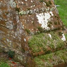 Attēlu rezultāti vaicājumam “Pertusaria albescens”