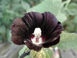 Image result for Alcea rosea nigra