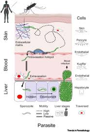 Attēlu rezultāti vaicājumam “Enteridium olivaceum plasmodium”