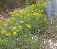 Attēlu rezultāti vaicājumam “Euphorbia cyparissias flower”