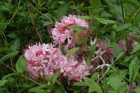 Attēlu rezultāti vaicājumam “Rhododendron periclymenoides flower”