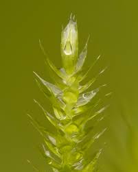 Attēlu rezultāti vaicājumam “Campylium protensum sporophyte”