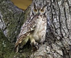 Attēlu rezultāti vaicājumam “Strigiformes”