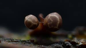 Attēlu rezultāti vaicājumam “Trichia flavicoma macro”