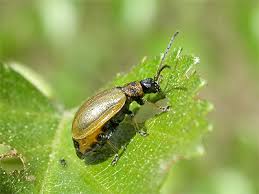 Attēlu rezultāti vaicājumam “Lochmaea caprea”