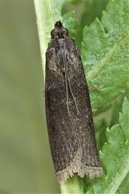 Attēlu rezultāti vaicājumam “Sciota fumella”