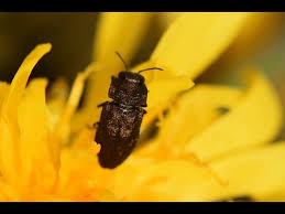 Attēlu rezultāti vaicājumam “Anthaxia quadripunctata”