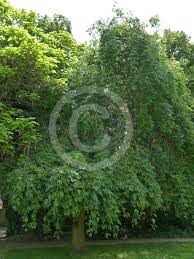Attēlu rezultāti vaicājumam “Fraxinus excelsior Pendula female flower”