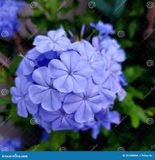 Attēlu rezultāti vaicājumam “Plumbaginaceae”