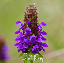 Attēlu rezultāti vaicājumam “Prunella vulgaris”